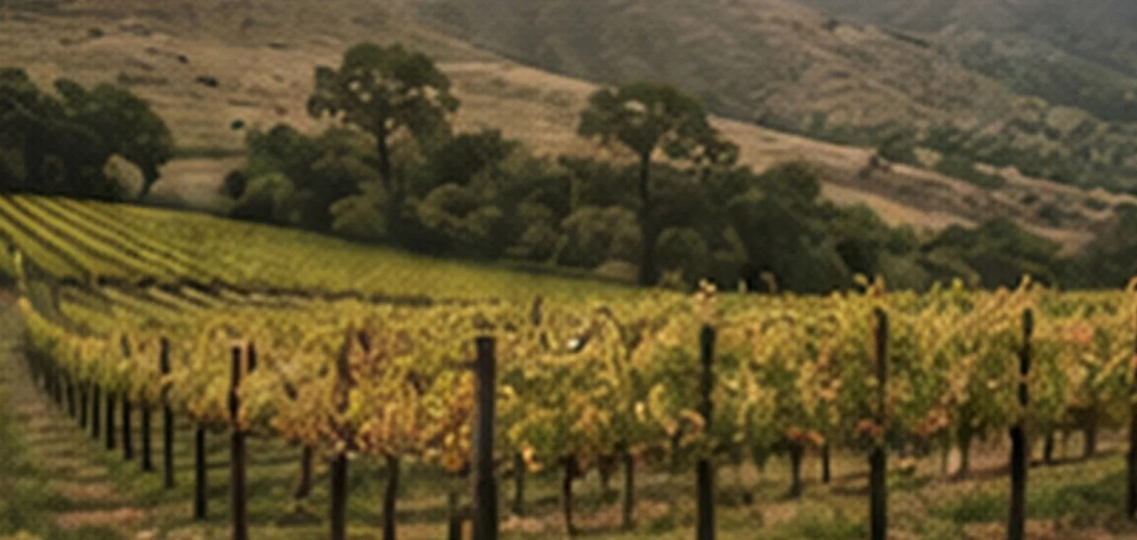 Santa Ynez Valley vineyard landscape