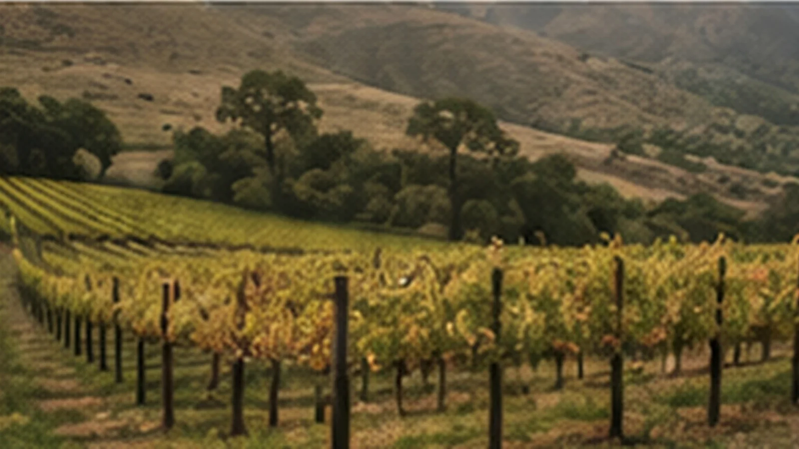 Vineyard in the Santa Ynez Valley